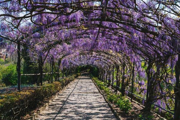 Riapre ai visitatori il giardino di Villa Bardini